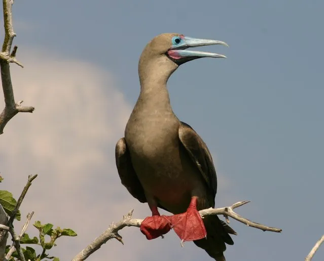 Red-Footed Booby