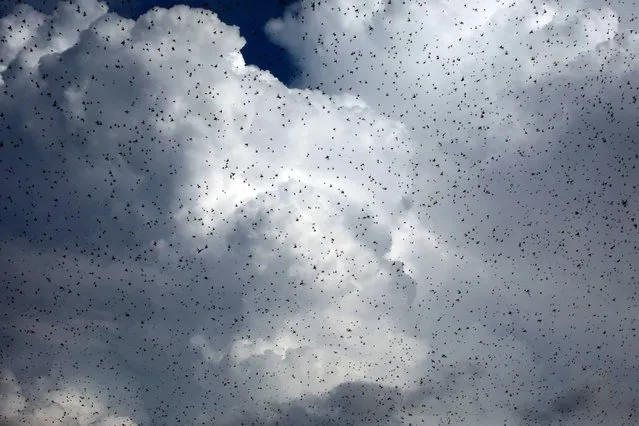Swarms of locusts seen flying in Bhopal, India, 14 June 2020. Locusts attacked on the various parts of Rajasthan and destroying the crops and disrupting the daily life in many cities and now the Locusts nightmare spreads to Maharashtra, Uttarpradesh and Pujnab and Haryana is also on high alert and anti Locusts sprinkling operations conducted in many states. (Photo by Sanjeev Gupta/EPA/EFE)
