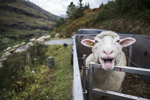 A sheep bahs to the photographer's camera as some 650 sheep are driven down to the valley after a summer on the alp in Vals, canton of Grisons, Switzerland, September 17, 2015. (Photo by Gian Ehrenzeller/EPA)
