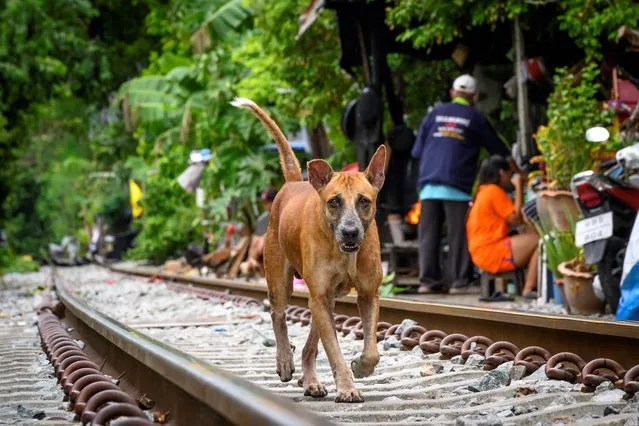 A stray dog runs past a slum along railroad tracks in downtown Bangkok on June 15, 2020. (Photo by Mladen Antonov/AFP Photo)