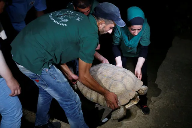 A member of Al Ma'wa for Nature and Wildlife Foundation move a tortoise which was taken out of Gaza by Four Paws International, after it arrived in Amman, Jordan, August 24, 2016. The last survivors of a Gaza zoo, where dozens of animals died of starvation and children petted stuffed carcasses, left on Wednesday for sanctuary outside the Palestinian territory. (Photo by Muhammad Hamed/Reuters)