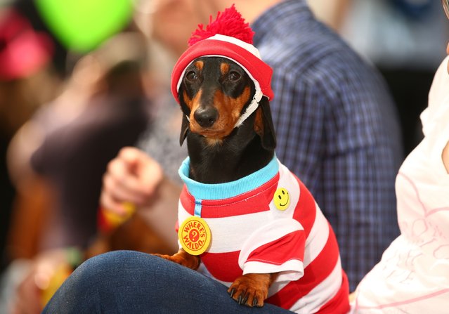 Mini dachshund Mia, dressed as Where's Waldo? competes in the Hophaus Southgate Inaugural Best Dressed Dachshund competition on September 19, 2015 in Melbourne, Australia. (Photo by Scott Barbour/Getty Images)