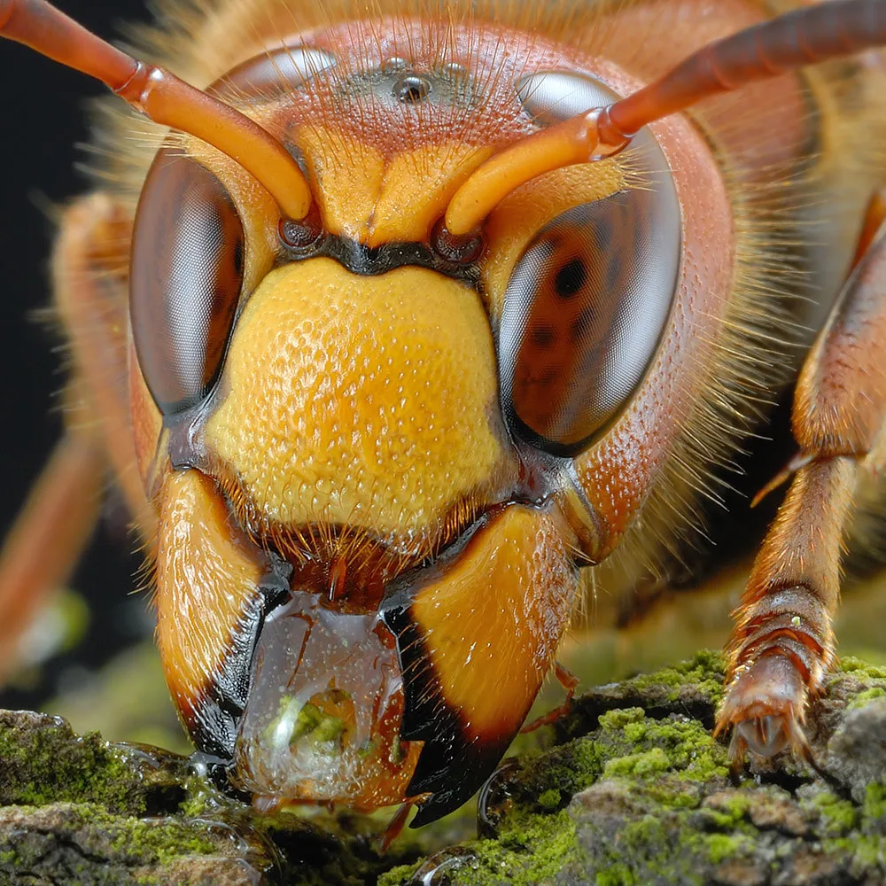 Deadly Insects Hornet