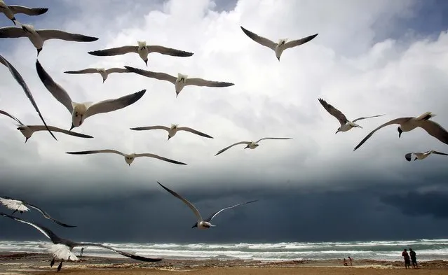 Seagulls hover in the wind over the beach as the early effects of Tropical Storm Alex are felt in South Padre Island, Texas. (Photo by Eric Gay/Associated Press)