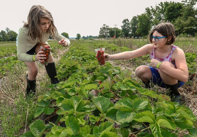 Emily clement, 9, left, and her sister, Mallory, 9, pick strawberries together at the Trunnell's Farm Market strawberry field, Saturday, May 31, 2025, in Owensboro, Ky. (Photo by USA Today)