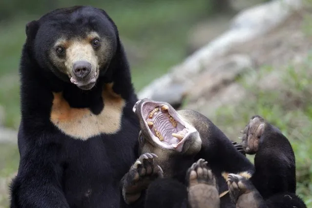 Two sun bears play inside an enclosure at the Vietnam Bear Rescue Centre, which is operated by international organization Animals Asia, in Tam Dao national park, about 70 kms from Hanoi, Vietnam, 05 November 2014. (Photo by Luong Thai Linh/EPA)