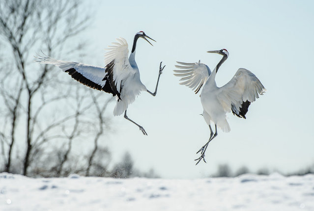 Two Japanese red-crowned cranes leap and dance, performing a courtship ritual in the snow. (Photo by Elmvilla/iStockphoto via Getty Images)