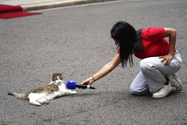 A reporter points their microphone at Larry the Cat, Chief Mouser to the Cabinet Office, as Britain's Prime Minister Keir Starmer meets French President Emmanuel Macron at 10 Downing Street in London, Wednesday, July 9, 2025. (Photo by Alberto Pezzali/AP Photo)