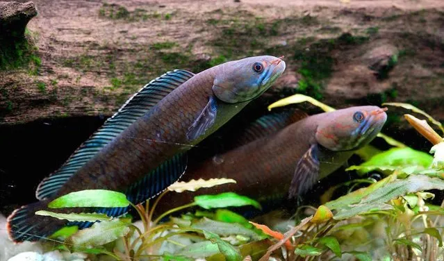 This undated handout photograph released by The World Wildlife Foundation on October 6, 2015, shows a blue snakehead fish at an undisclosed location in the eastern Himalayas. A monkey that sneezes when it rains and a "walking" fish are among more than 200 species discovered in the fragile eastern Himalayas in recent years, according to conservation group WWF. (Photo by Henning Strack Hansen/AFP Photo/WWF)