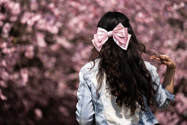 A woman gestures near cherry blossoms in the gardens of the Reggia of Venaria Reale near Turin on March 26, 2025. (Photo by Marco Bertorello/AFP Photo)