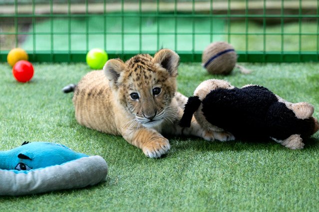 Goliath, a liger cub, a rare hybrid between a lion and a tiger, plays in its enclosure at a private zoo in Zaharesti town, Suceava County, Romania, on July 19, 2025. (Photo by Inquam Photos/Casian Mitu via Reuters)