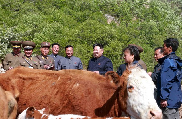 North Korean leader Kim Jong Un visits the July 18 Cattle Farm under Korean People's Army (KPA) Unit 580, in this undated photo released by North Korea's Korean Central News Agency (KCNA) in Pyongyang on May 11, 2015. (Photo by Reuters/KCNA)