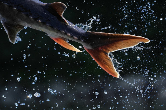 The powerful tail of a sturgeon propels the fish airborne, Wednesday, July 23, 2025, in Augusta, Maine. (Photo by Robert F. Bukaty/AP Photo)