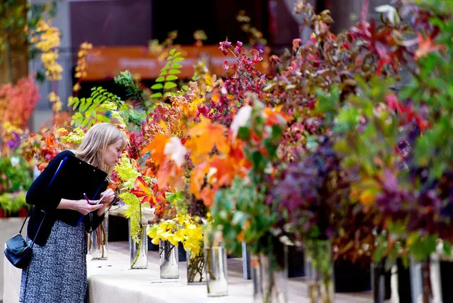 A Royal Horticultural Society (RHS) official inspects a display during The RHS London Shades of Autumn Show on October 23, 2015 in London, England. The exhibition held at the RHS Horticultural Hall runs between October 23 and October 24 2015 and showcases the beauty of autumn. (Photo by Ben Pruchnie/Getty Images)