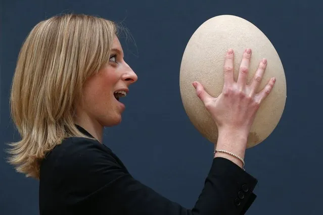 An employee at Christie's auction house examines a complete sub-fossilised elephant bird egg on March 27, 2013 in London, England. The elephant bird egg is expected to fetch 30,000 GBP when it features in Christie's “Travel, Science and Natural History” sale, which is to be held on April 24, 2013 in London.  (Photo by Oli Scarff)