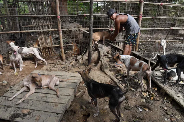 In this photograph taken on October 2, 2016, a caretaker collects dogs in a pen of a dog shelter in Thanlyin, on the outskirts of Yangon city in preparation for relocation to a new centre to accomodate more dogs. About 300 mostly stray dogs housed in the overcrowded private run animal shelter were moved to a new location. Yangon city government and a private organization is struggling to control the overpopulation of street dogs in the former capital city. According to the Yangon City Development Committee about 180,000 stray dogs live in the city streets. (Photo by Romeo Gacad/AFP Photo)