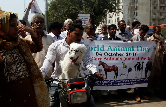 People walk with their animals during a march to commemorate World Animal Day during an event organized by a government veterinary hospital in Karachi, Pakistan, October 4, 2016. (Photo by Akhtar Soomro/Reuters)