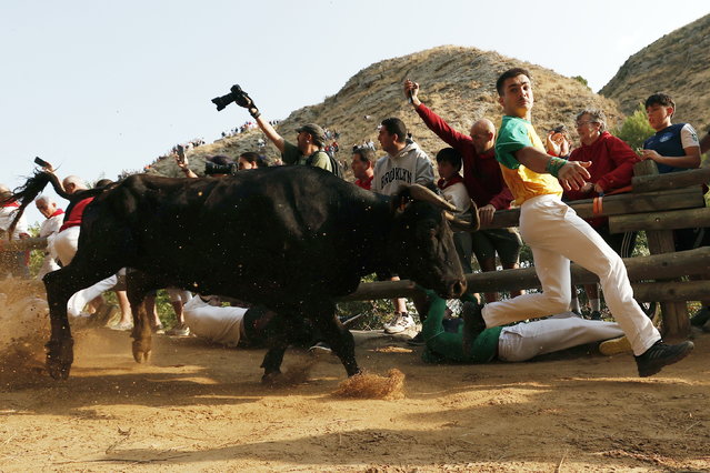 A cow chases runners during the last day of running of the bulls in the village of Falces, Navarra, northern Spain, 24 August 2025. Eight runners were taken care of by paramedics during the bull runs. The traditional running of the bulls is held at “Pilon de Falces”, an 800 meter downhill mountain trail with a rock wall on one side of the path and a cliff on the other. (Photo by Jesus Diges/EPA)