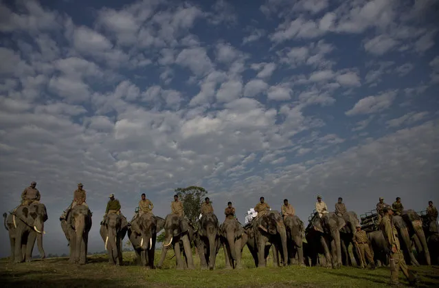 Elephants are lined up for tourists to ride at the Kaziranga national park at Kaziranga, northeastern Assam state, India, Sunday, November 1, 2015. The park was reopened Sunday for tourists after its routine closure during the monsoon season. Assam is home to the world's largest concentration of rhinos. (Photo by Anupam Nath/AP Photo)