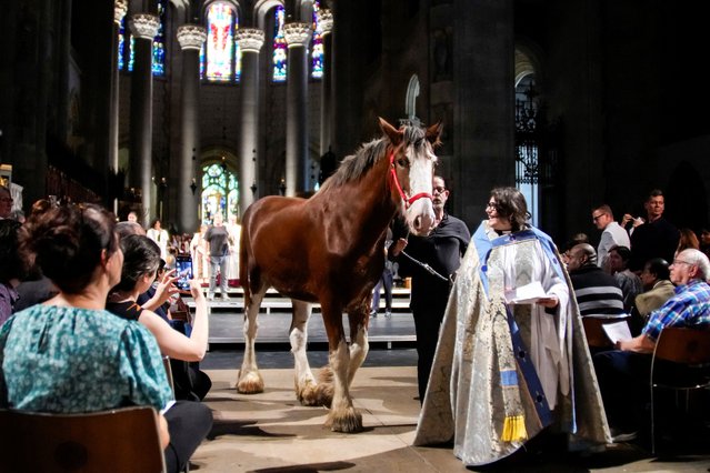 A handler walks with a horse during the Procession of the Animals at the annual Feast of Saint Francis and Blessing of the Animals at The Cathedral of St. John the Divine in the Manhattan borough of New York, on October 5, 2025. (Photo by Eduardo Munoz/Reuters)