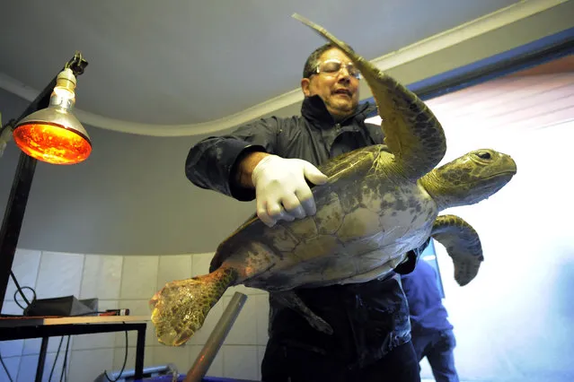 Veterinarian Miguel Angel Mansilla holds up a green sea turtle after it was treated for injuries at the University at Concepcion, south of Santiago, Chile, April 16, 2014. (Photo by Jose Luis Saavedra/Reuters)
