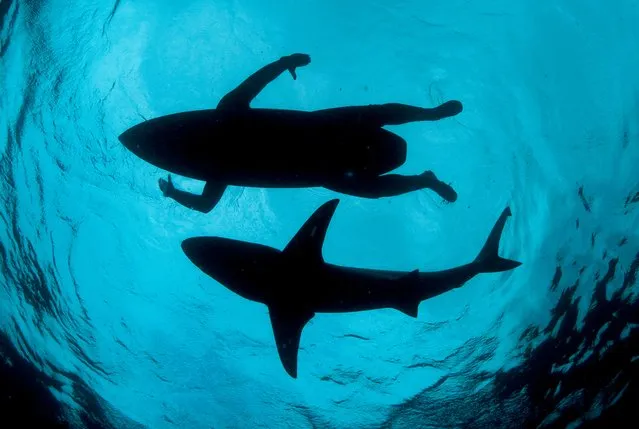 The shark surfer by Thomas P. Peschak. Finalist, Photojournalism award: single image. Many sharks are found at Aliwal Shoal near Durban, South Africa, making it the perfect place to test a prototype surfboard with an electromagnetic shark deterrent. (Photo by Thomas P. Peschak/Wildlife Photographer of the Year 2015)