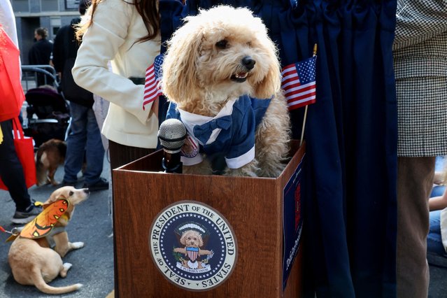 Tofu the dog takes part in the Annual Tompkins Square Halloween Dog Parade in New York City, U.S., October 19, 2025. (Photo by Kevin Coombs/Reuters)