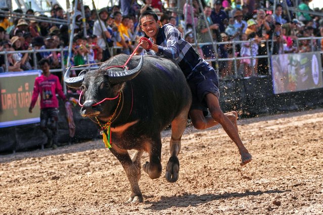 A Thai buffalo rider loses his balance and falls in a sprint event during the annual buffalo racing festival in Chonburi, Thailand, Monday, October 6, 2025. (Photo by Sakchai Lalit/AP Photo)
