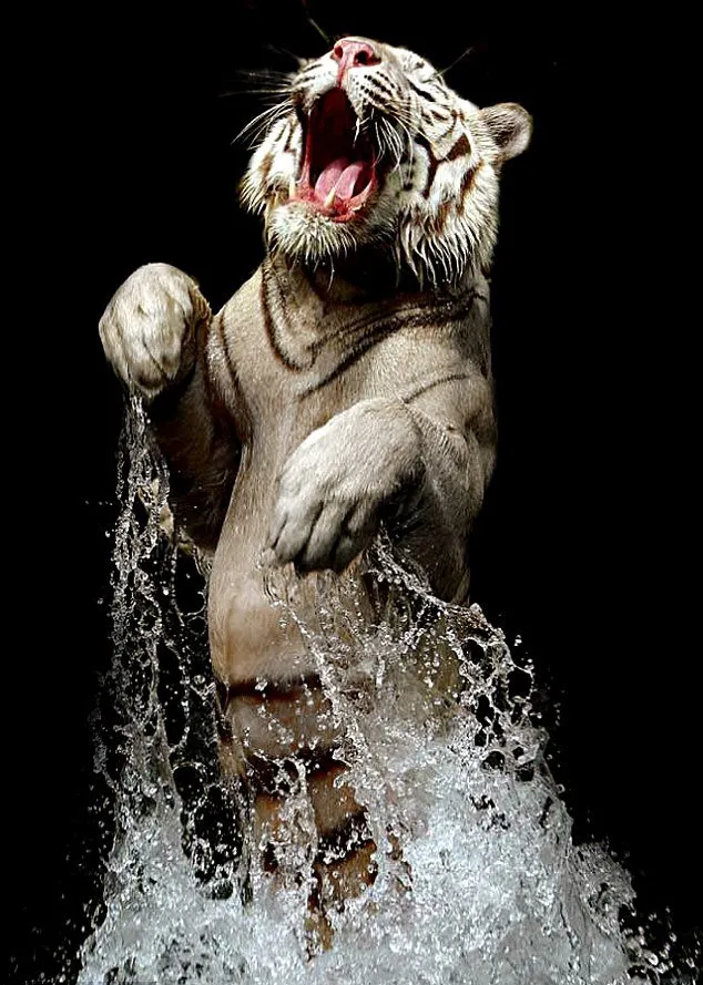 A White Bengal Tiger by Birte Person