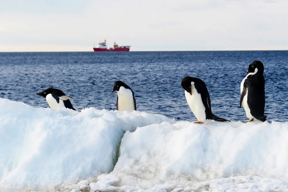 World's Largest Marine Park Created in Antarctic Ocean
