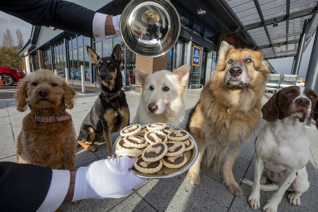 Roxy, a Red Labradoodle, Jaku, a Black and Tan Lurcher, Kobe, a White German Shepherd, Rocky, a Black and Tan German Shepherd, and Busy, an English Springer Spaniel Cross, queue outside an Aldi store in Hinckley, Leicestershire, UK on Monday, December 1, 2025. (Phoot by Lucy Ray/PA Media Assignments)