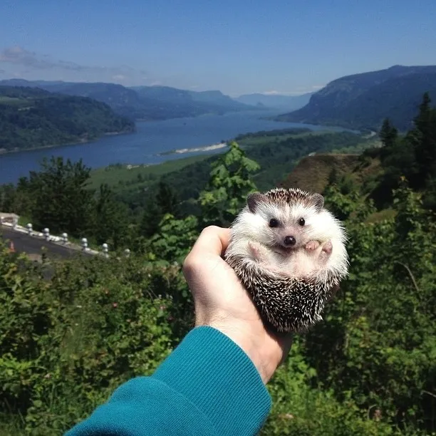 The Fantastic Adventures of Biddy the Hedgehog