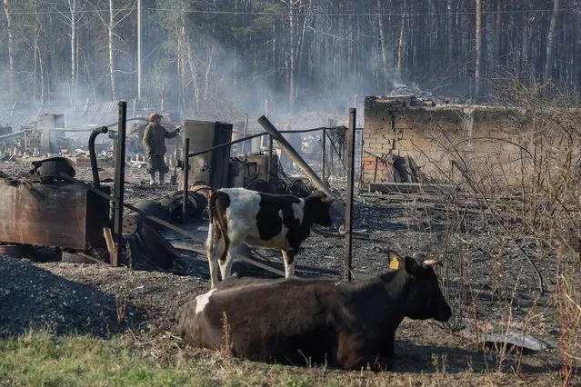 Cows are seen by a burned out house in the village of Yuldus. A state of emergency has been declared in the Kurgan Region due to wildfires on May 8, 2023. (Photo by Donat Sorokin/TASS)
