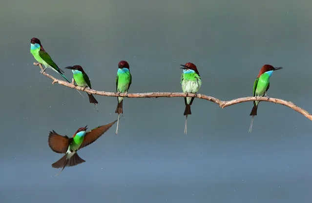 Blue-throated bee-eaters perch on a branch in Luxia Town, Nanping City, in south-east China’s Fujian province. (Photo by Mei Yongcun/Xinhua News Agency/Barcroft Images)