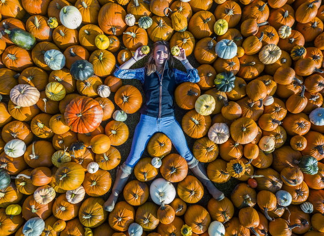 Emma Lewis, 20, part of the farm team, is surrounded by some of the 250,000 pumpkins at Farmer Copleys Pumkin Festival 2024 on October 6, 2024. Farmer Copleys Pumpkin Festival is one of the UK's largest pumkin festival. The farm, in West Yorks, will see 100,000 people pick pumkins during their pumkin feestival. Around 40 different varities of pumkins have been grown at Farmer Copleys for the festival. The festival starts this weekend and runs until 31st October 2024. (Photo by Lee McLean/South West News Service)