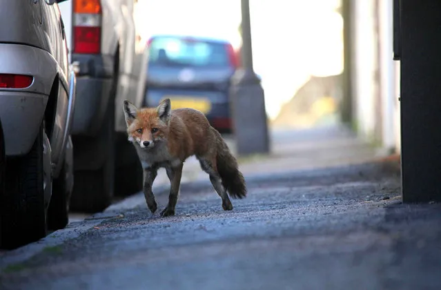 Urban Fox Project by Photographer Ian Wade