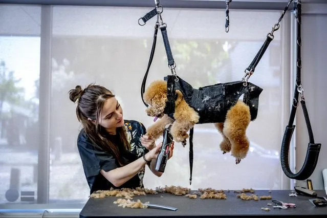 Staff take no chances at a dog-grooming salon in Rotterdam in the second decade of June 2023. (Photo by RUT/Splash News and Pictures)