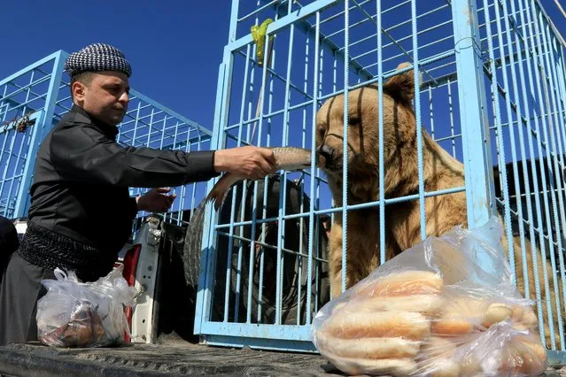 A Kurdish man feeds fish to a bear before Kurdish animal rights activists release it into the wild after rescuing bears from captivity in people homes, in Dohuk, Iraq on February 11, 2021. (Photo by Ari Jalal/Reuters)