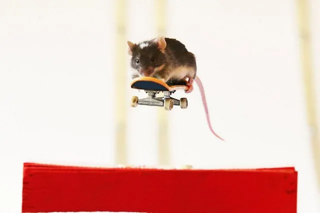 Skateboarding Mice By Shane Willmott 
