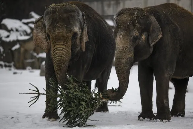 Two elephants feed a Christmas trees at the zoo Tierpark in Berlin, Germany, Thursday, January 7, 2016. Every year discarded Christmas trees are offered to the animals as a snack. (Photo by Markus Schreiber/AP Photo)