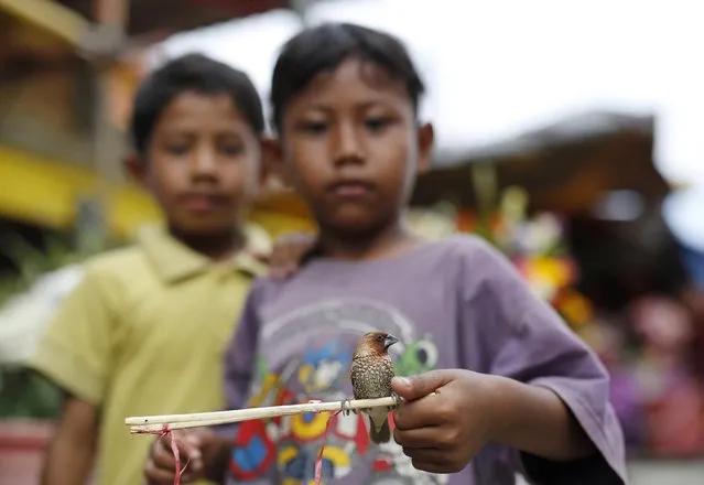 Boys show a finch, one of hundreds kept by a vendor ready to be released for a fee as offerings outside Petak Sembilan Chinese Buddhist temple on the eve of Chinese Lunar New Year celebrations in Jakarta, February 18, 2015. (Photo by Darren Whiteside/Reuters)