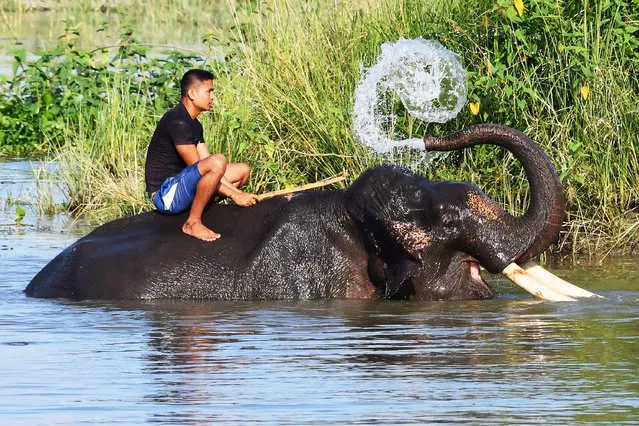 This photo taken on August 30, 2018 shows an Indian mahout sitting on his elephant as it washes itself at the Pobitora Wildlife Sanctuary, some 45km from Guwahati. - India is home to around 25,000 Asian elephants but their numbers are dwindling mainly due to poaching and the destruction of their habitats by human populations. (Photo by Biju Boro/AFP Photo)
