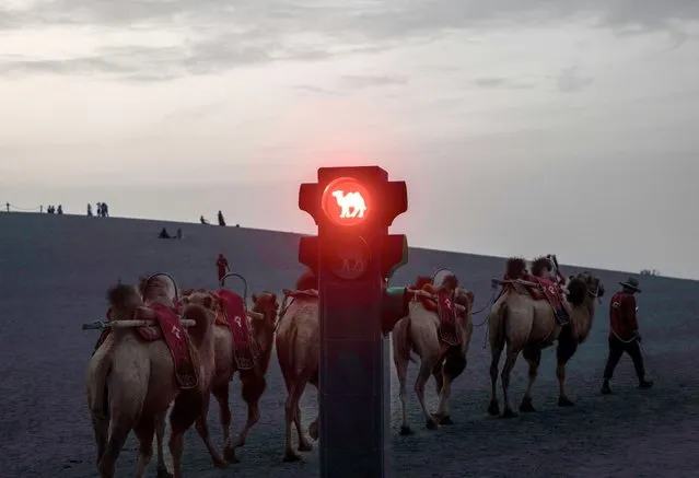 Camels pass a traffic light on the sand dunes, amid the 6th Silk Road Cultural Expo, in Dunhuang, Gansu Province, China, 05 September 2023 (issued 12 September 2023). The Sixth Silk Road (Dunhuang) Cultural Expo was held from 06 to 07 September in Dunhuang City, northwest China's Gansu Province, under the theme 'Connecting with the World: Cultural Exchanges and Mutual Learning'. Dunhuang City was a significant hub on the ancient Silk Road, facilitating trade and cultural interactions between China, Central Asia, and the Western regions. The western region of Gansu has a rich history of being home to many World Heritage Sites. (Photo by Alex Plavevski/EPA)