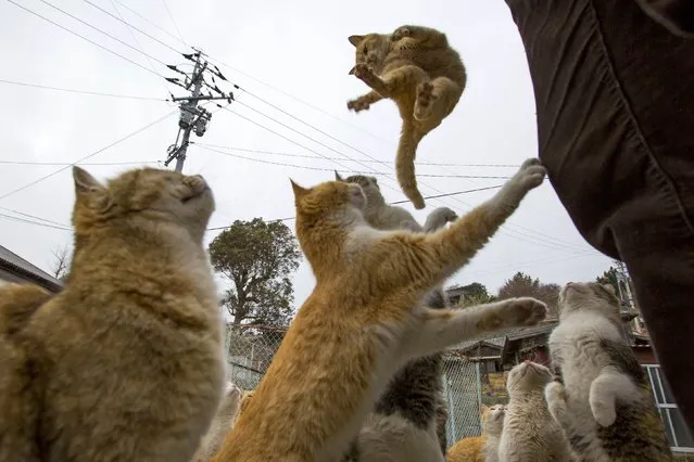 A cat jumps for food offered by a tourist (R) as other cats beg for food on Aoshima Island in Ehime prefecture in southern Japan February 25, 2015. An army of cats rules the remote island in southern Japan, curling up in abandoned houses or strutting about in a fishing village that is overrun with felines outnumbering humans six to one. Picture taken February 25, 2015. REUTERS/Thomas Peter 