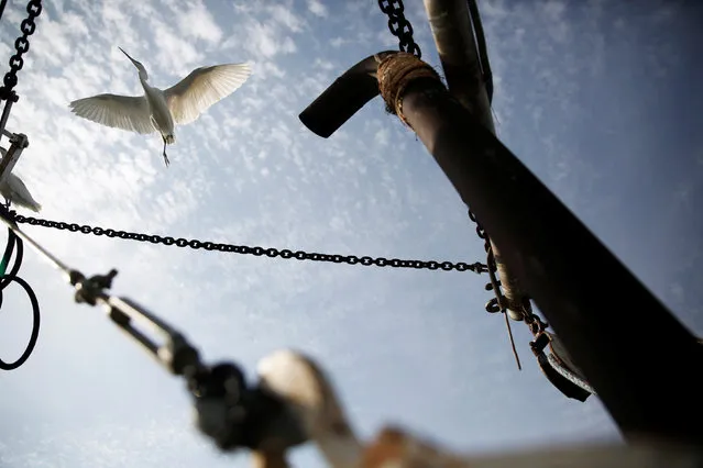 A Great Egret flies above a fishing boat in the Sea of Galilee, northern Israel November 20, 2016. (Photo by Ronen Zvulun/Reuters)