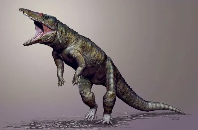 Carnufex carolensis, a newly-discovered crocodilian ancestor that walked on its hind legs, is pictured in this handout life reconstruction obtained by Reuters March 19, 2015. Scientists on Thursday said they had unearthed fossils in North Carolina of a big land-dwelling croc that lived about 231 million years ago, walked on its hind legs and was a top land predator right before the first dinosaurs appeared. (Photo by Jorge Gonzales/Reuters/North Carolina State University)