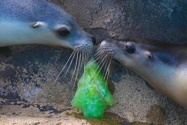 Two Australia sea lions inspect a frozen treat that resembles the shape of a Christmas tree, during an annual Christmas event in which animals receive special food gifts at Sydney's Taronga Zoo in Australia, December 21, 2016. (Photo by David Gray/Reuters)