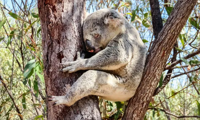 A wild Koala bear sleeps in a eucalyptus tree on Magnetic Island, Queensland, Australia. (Photo by Olga Mendenhall/Alamy Stock Photo)