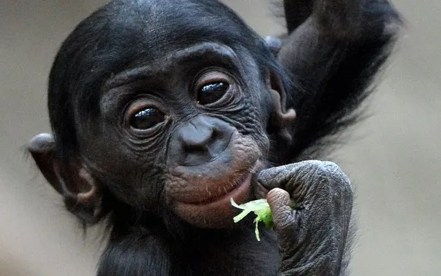 Bonobo baby Kasai climbs in the Zoo in Leipzig, Germany, on November 27, 2013. The baby was born in January. (Photo by Hendrik Schmidt/AFP Photo/DPA)