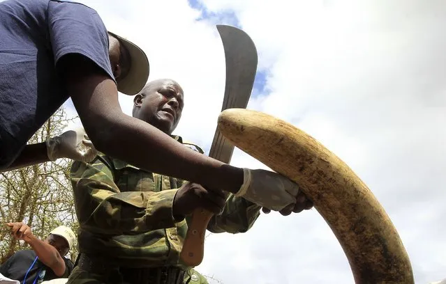 Kenya Wildlife Services (KWS) personnel chip tusk bits from a male elephant during an electronic data collaring process south of Kajiado 120km (75 Miles) south of capital Nairobi, December 3, 2013. The wildlife body is collaring elephants along the Amboseli ecosystem to monitor movement patterns of the animals due to shrinking land availability with the ever increasing human settlement. (Photo by Noor Khamis/Reuters)